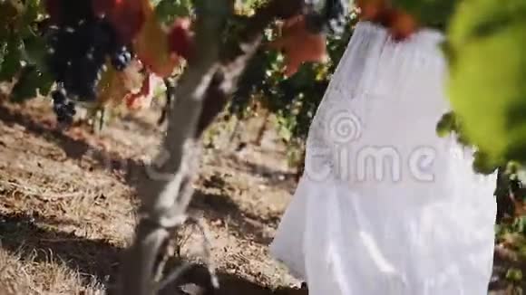 穿着白色裙子的女性在酒庄的葡萄树上漫步视频的预览图