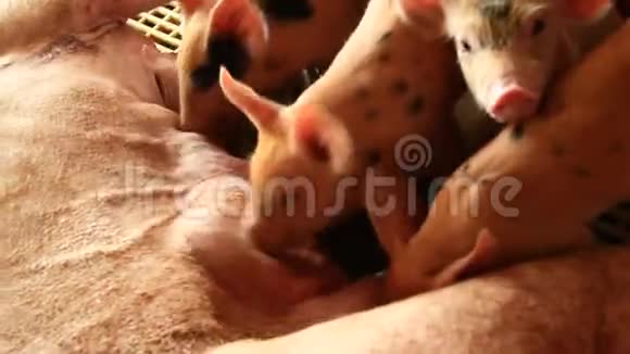 小猪正在哺乳视频的预览图