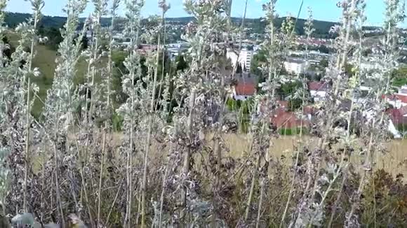 德国的草药视频的预览图