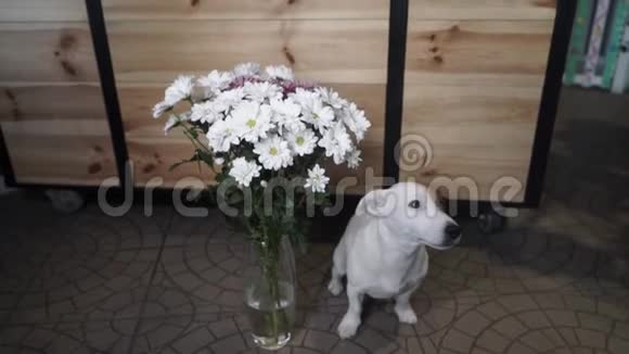 坐在装满雏菊的花瓶旁的宠物视频的预览图