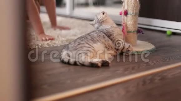 漂亮的年轻女孩在家的地毯上和一只活跃的条纹猫玩耍视频的预览图