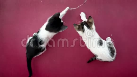 两只可爱好玩的小猫在玩一只小花枝视频的预览图