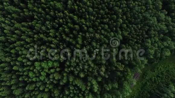 4高清空中观景摄像机从绿色森林上升视频的预览图
