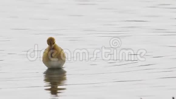 幼鸟鲁夫卡立德里斯普格奈克斯穿过沼泽寻找食物吃它视频的预览图