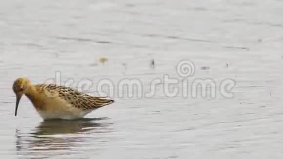 幼鸟鲁夫卡立德里斯普格奈克斯穿过沼泽寻找食物吃它视频的预览图