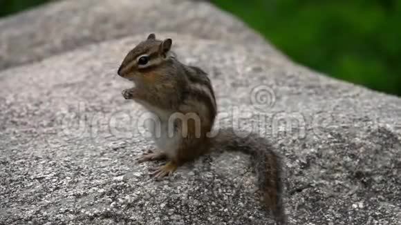 花栗鼠坐在灰色的石头上视频的预览图