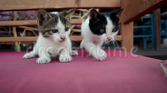 两只可爱好玩的小猫在玩一只小花枝视频的预览图