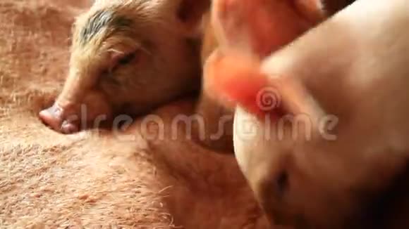 小猪正在哺乳视频的预览图