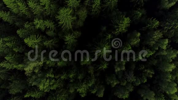 4高清空中观景摄像机从绿色森林上升视频的预览图
