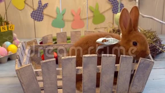 毛茸茸的兔子复活节庆祝传统符号概念休息在木栅栏视频的预览图