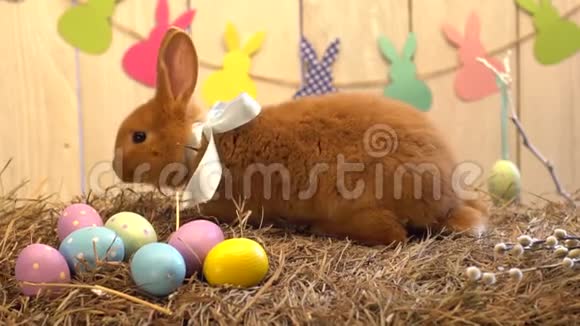 绒毛兔复活节庆祝传统象征概念干草躺着闻鸡蛋视频的预览图