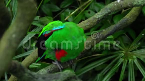 绿色环保鹦鹉视频的预览图