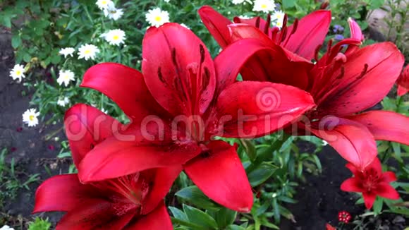 花园里盛开的红百合花视频的预览图