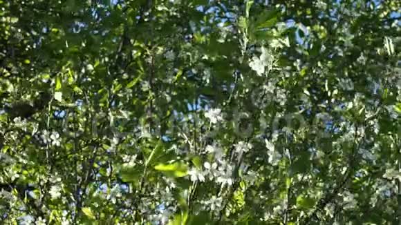 白花在樱花树上绽放视频的预览图