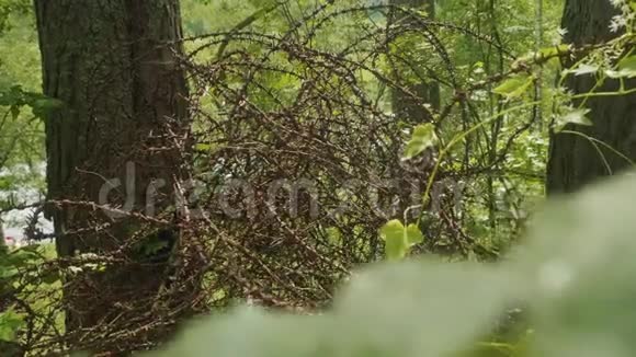 二战以来德国的铁丝网在森林中的景象视频的预览图