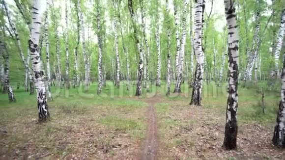 美丽的风景与白色桦树桦树林美丽的全景视频的预览图
