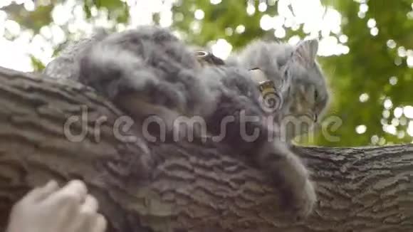 猫坐在树上和手上视频的预览图