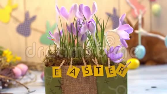 蓬松兔子复活节庆祝传统符号概念花盒特写视频的预览图