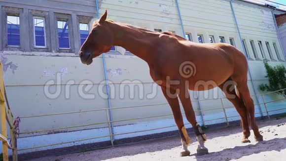 一匹漂亮的红马站在外面的围场里一匹栗栗马视频的预览图