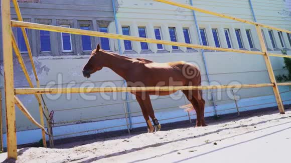 一匹漂亮的红马站在外面的围场里一匹栗栗马视频的预览图