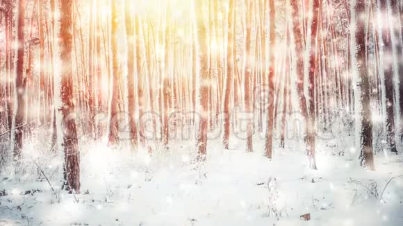 阳光明媚的冬日满是雪的树木视频的预览图