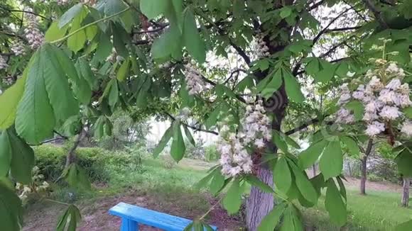 春村长椅上河岸下一棵盛开的栗子树视频的预览图