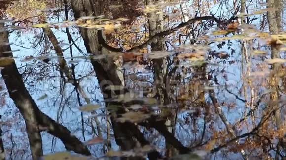 秋天的池塘倒影与落叶视频的预览图