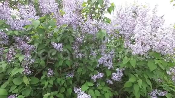春天绿篱墙上盛开的紫丁香视频的预览图