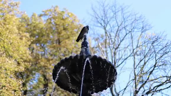 一只乌鸦喝了一口口水视频的预览图