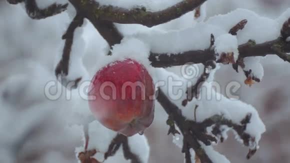 雪中树枝上的苹果视频的预览图