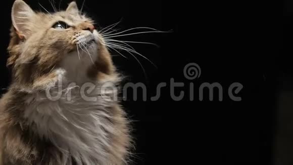 演播室黑色背景下的毛茸茸的红猫美味地舔着看到的食物美丽的西伯利亚纯种猫抬头宠物费视频的预览图