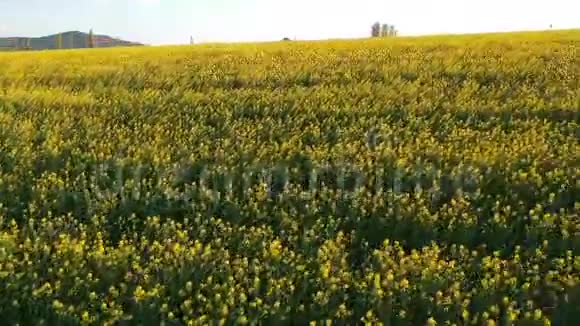 空中飞行的无人机在田野里拍摄美丽的黄色油菜花视频的预览图
