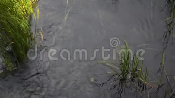 雨水滴在水上阿勒泰山的蓝色间歇泉湖西伯利亚俄罗斯视频的预览图