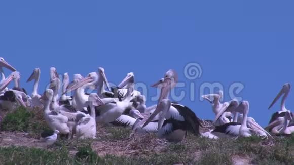 一群海鸥在陆地上射击视频的预览图