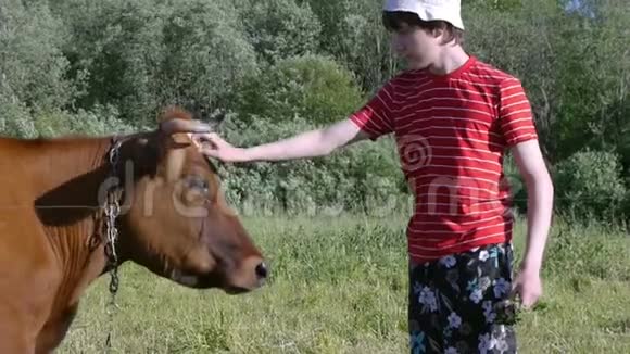 少年在牧场抚摸着奶牛不错的场景视频的预览图