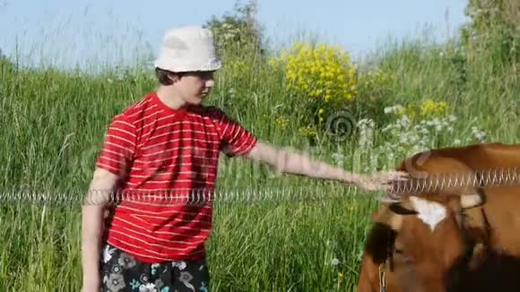 少年在牧场抚摸着奶牛年轻一代农民视频的预览图