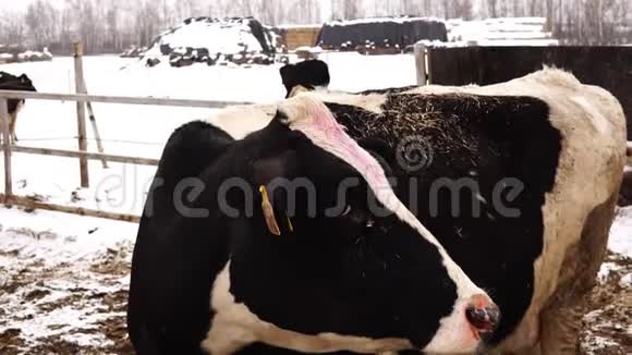 肮脏的奶牛耳朵上有房间冬天在农场视频的预览图