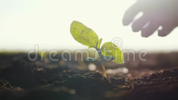 农业生态农业世界土壤一天的概念男性生活方式农民手中的植物发芽绿叶种子树视频的预览图