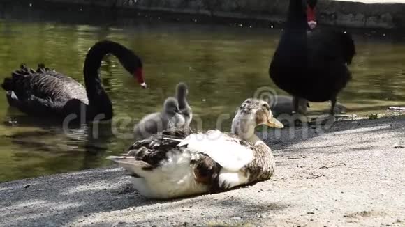 鸟类野生动物安静的鸭子躺在水中有黑天鹅和小鸡视频的预览图