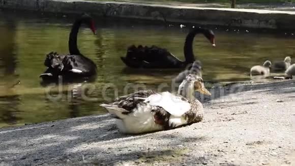鸟类野生动物安静的鸭子躺在水中有黑天鹅和小鸡视频的预览图