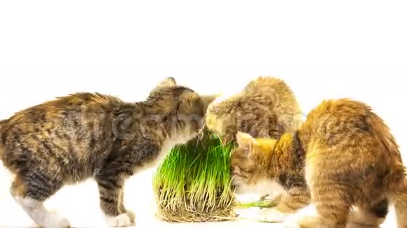 吃草的猫视频的预览图