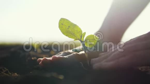 农业生态农业世界土壤一天的概念生活方式男性农民手中的植物发芽绿叶种子树视频的预览图