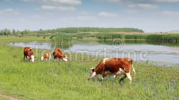 河边牧场上的牛犊视频的预览图