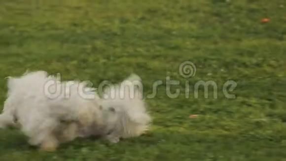 几只白在公园里开玩笑地打架快乐的狗在外面玩耍视频的预览图