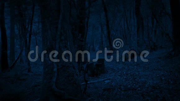 森林小径在夜间移动射击视频的预览图