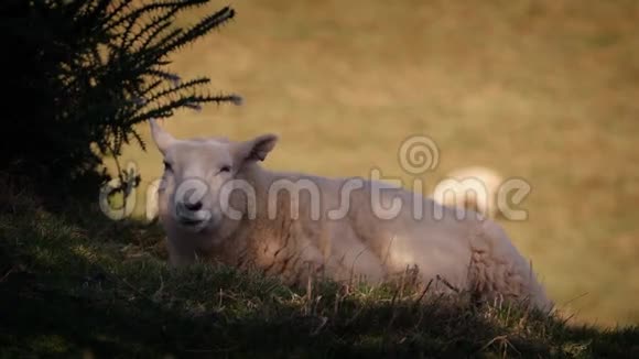 在炎热的日子里羊在荫凉处视频的预览图