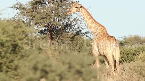 卡拉哈里的长颈鹿视频的预览图