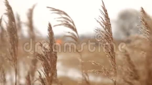 冬天河边的干芦苇视频的预览图