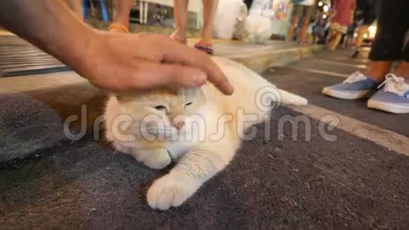 在普吉镇的夜市街雄性手摇巨大的脂肪绒毛日本Kawaii猫4K泰国视频的预览图