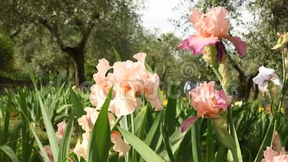 春天美丽的虹膜和橄榄树随风移动在著名的佛罗伦萨花园意大利视频的预览图